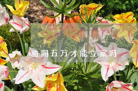 逾期五万才能立案吗 逾期五万才能立案吗