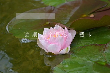 逾期五个月51爱卡 逾期五个月51爱卡