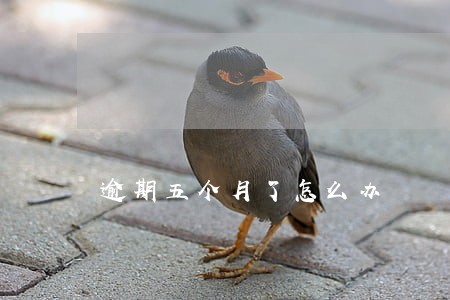 逾期五个月了怎么办 逾期五个月了怎么办