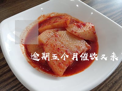 逾期五个月催收又来了 逾期五个月催收又来了