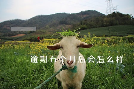 逾期五个月后会怎么样 逾期五个月后会怎么样