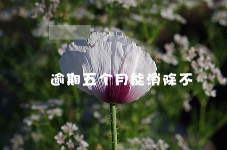 逾期五个月能消除不 逾期五个月能消除不