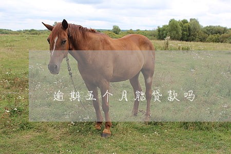 逾期五个月能贷款吗 逾期五个月能贷款吗