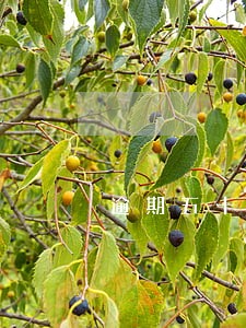 逾期五十天会怎么样 逾期五十天会怎么样