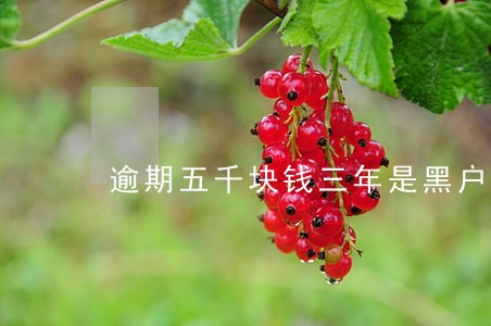 逾期五千块钱三年是黑户吗 逾期五千块钱三年是黑户吗