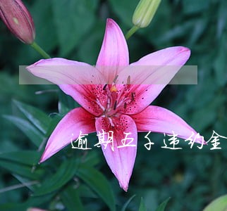 逾期五千违约金和利息 逾期五千违约金和利息