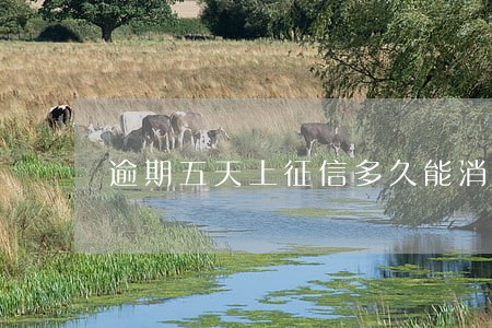 逾期五天上征信多久能消除 逾期五天上征信多久能消除