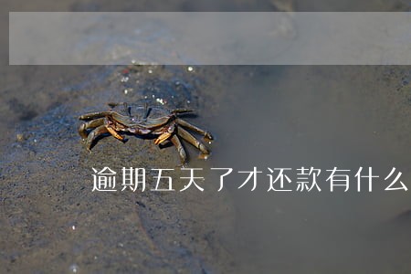 逾期五天了才还款有什么后果