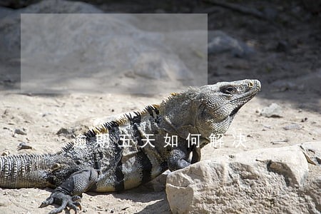 逾期五天如何解决