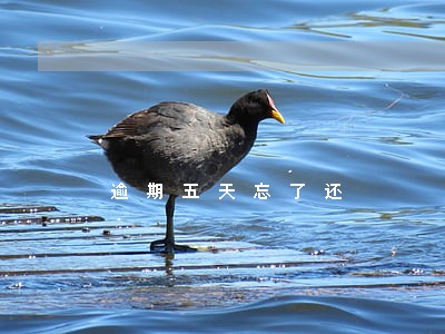 逾期五天忘了还 逾期五天忘了还