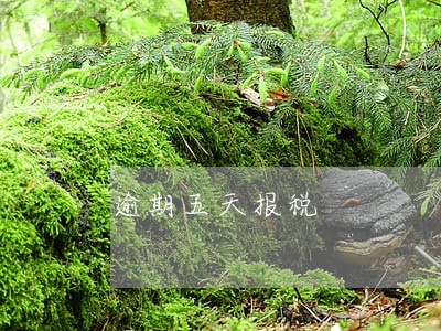 逾期五天报税 逾期五天报税