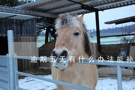 逾期五天有什么办法能补救回来 逾期五天有什么办法能补救回来