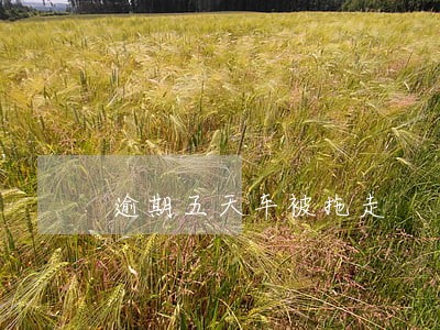逾期五天车被拖走