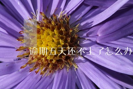 逾期五天还不上了怎么办 逾期五天还不上了怎么办
