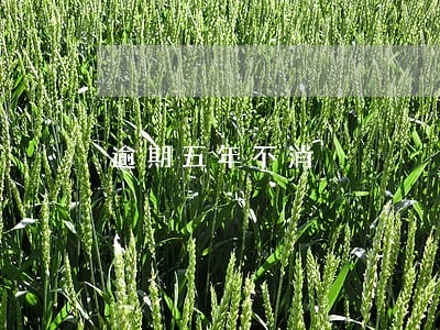 逾期五年不消 逾期五年不消