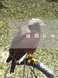 逾期五年以上应收账款 逾期五年以上应收账款