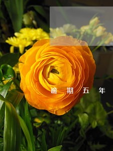 逾期五年催收还打电话 逾期五年催收还打电话