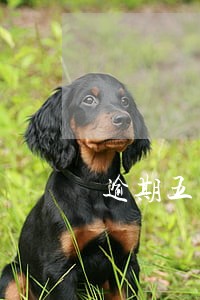 逾期五年内两年内1次 逾期五年内两年内1次
