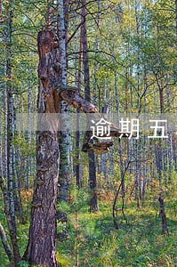 逾期五年分期还款 逾期五年分期还款