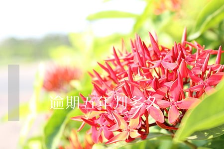 逾期五年判多久 逾期五年判多久