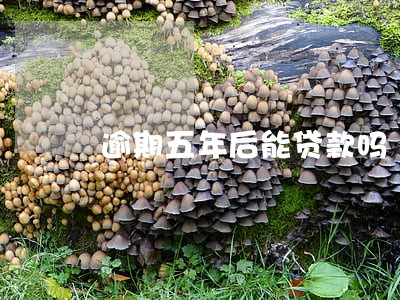 逾期五年后能贷款吗 逾期五年后能贷款吗