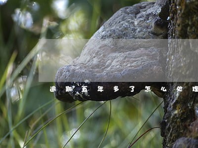 逾期五年多了怎么处理 逾期五年多了怎么处理