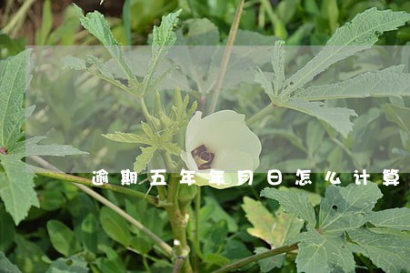 逾期五年年月日怎么计算 逾期五年年月日怎么计算