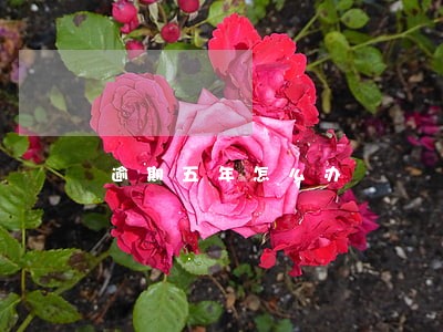 逾期五年怎么办 逾期五年怎么办