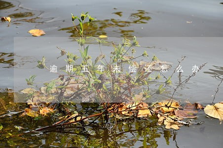 逾期五年未偿还怎么办 逾期五年未偿还怎么办
