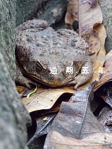 逾期五年未缴税 逾期五年未缴税