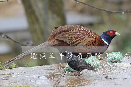 逾期五年没有消除怎么办 逾期五年没有消除怎么办