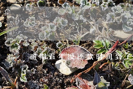 逾期五年没还款时间到了