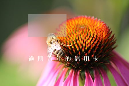 逾期五年的信用卡