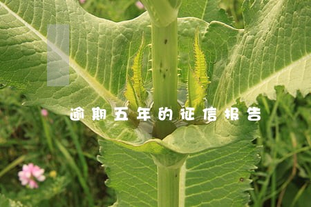 逾期五年的征信报告 逾期五年的征信报告