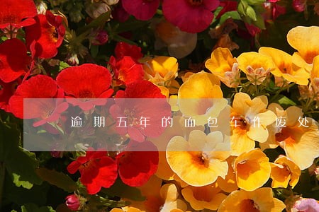 逾期五年的面包车作废处理 逾期五年的面包车作废处理