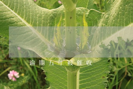 逾期五年被催收 逾期五年被催收