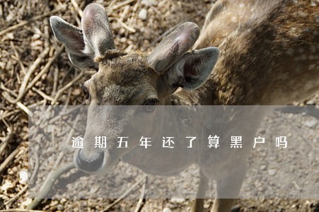 逾期五年还了算黑户吗 逾期五年还了算黑户吗