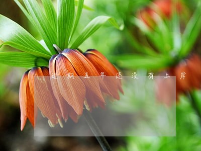 逾期五年还没有上岸 逾期五年还没有上岸