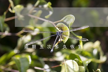 逾期五次多久恢复 逾期五次多久恢复