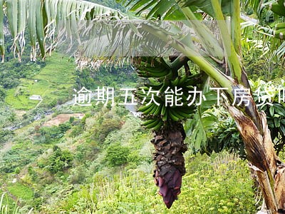 逾期五次能办下房贷吗 逾期五次能办下房贷吗