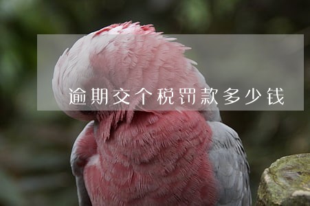 逾期交个税罚款多少钱 逾期交个税罚款多少钱