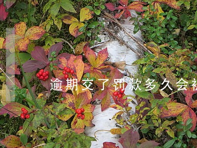 逾期交了罚款多久会被注销 逾期交了罚款多久会被注销