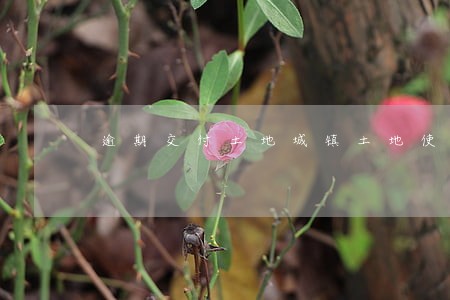 逾期交付土地城镇土地使用税案例 逾期交付土地城镇土地使用税案例