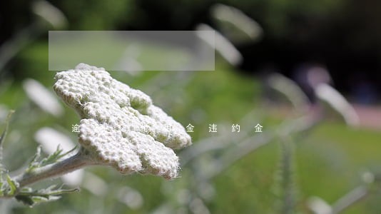 逾期交付租金违约金 逾期交付租金违约金