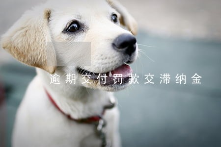 逾期交付罚款交滞纳金 逾期交付罚款交滞纳金