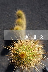 逾期交付证明目的 逾期交付证明目的