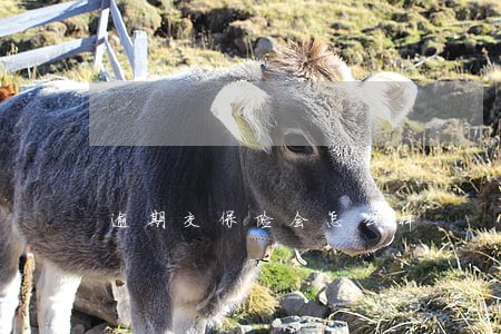 逾期交保险会怎么样 逾期交保险会怎么样