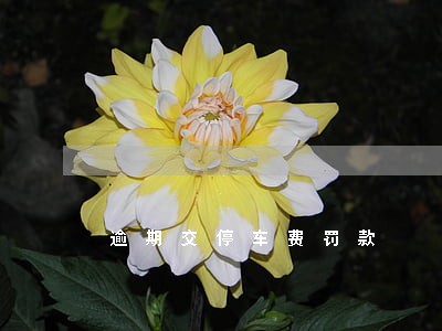 逾期交停车费罚款
