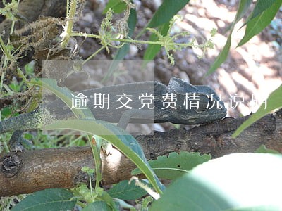 逾期交党费情况说明 逾期交党费情况说明
