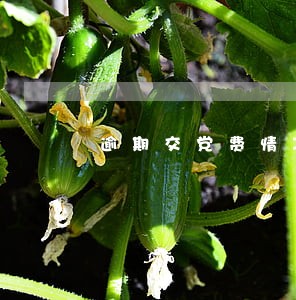 逾期交党费情况说明简短 逾期交党费情况说明简短